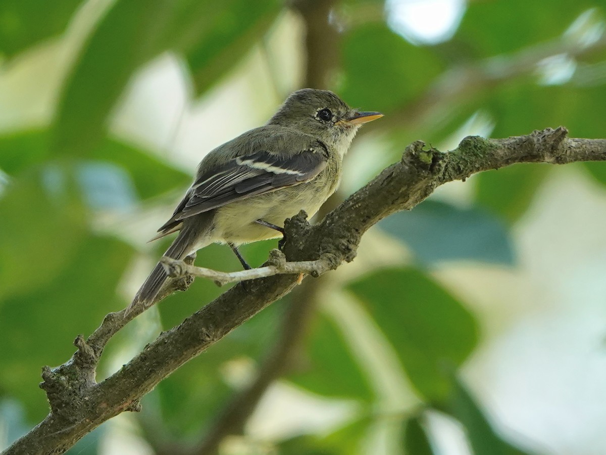 Yellow-bellied Flycatcher - ML617105296