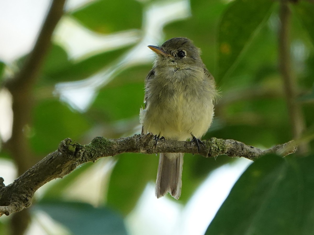 Yellow-bellied Flycatcher - ML617105297