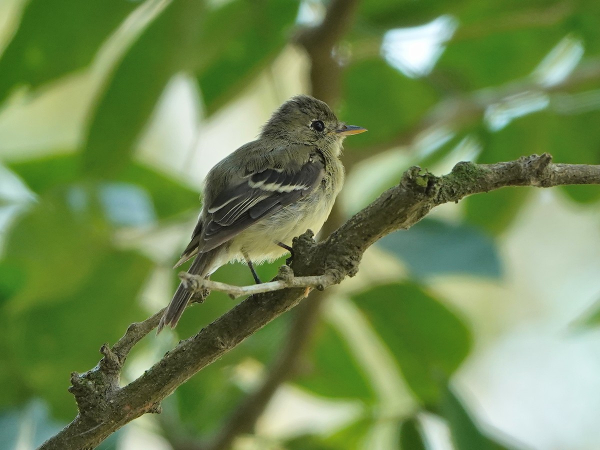 Yellow-bellied Flycatcher - ML617105298