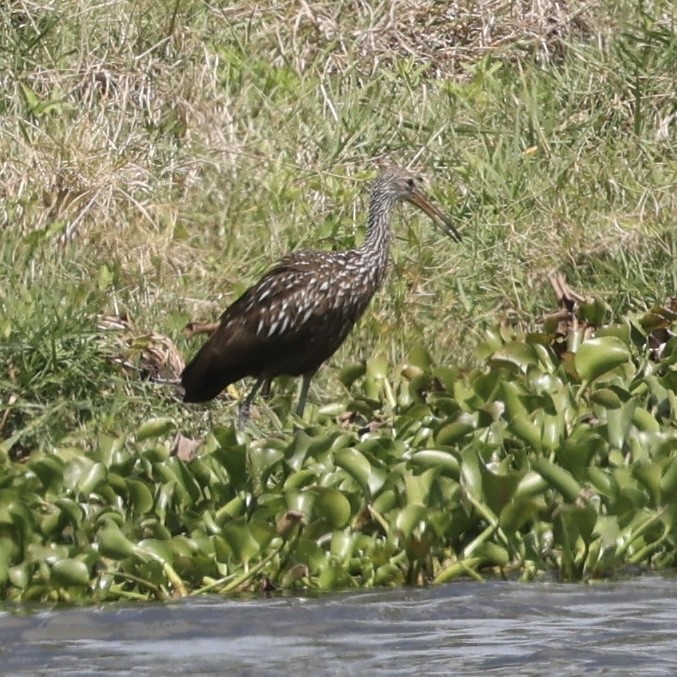 Limpkin - ML617105306