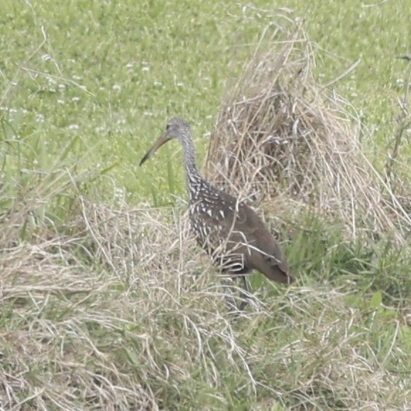 Limpkin - ML617105307