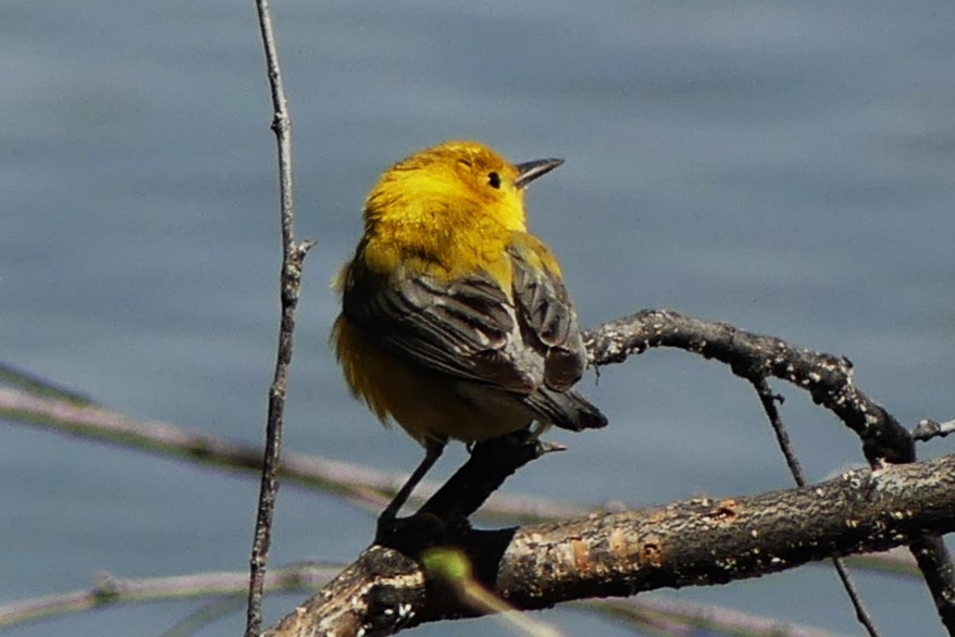 Prothonotary Warbler - Brandon K. Percival