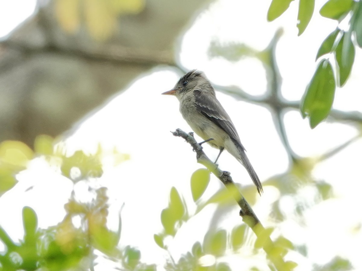 Waldschnäppertyrann - ML617105329