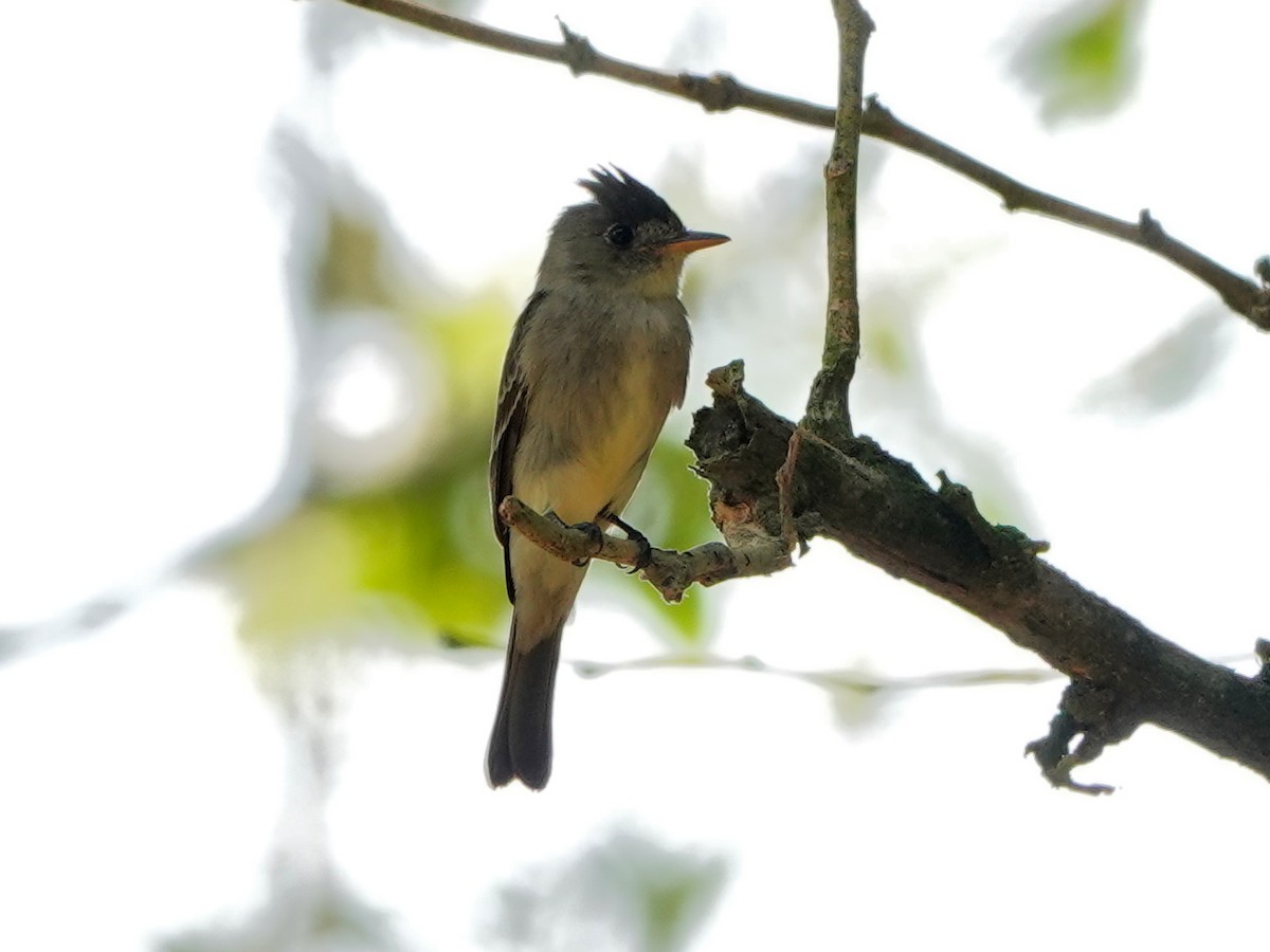 Northern Tropical Pewee - ML617105330