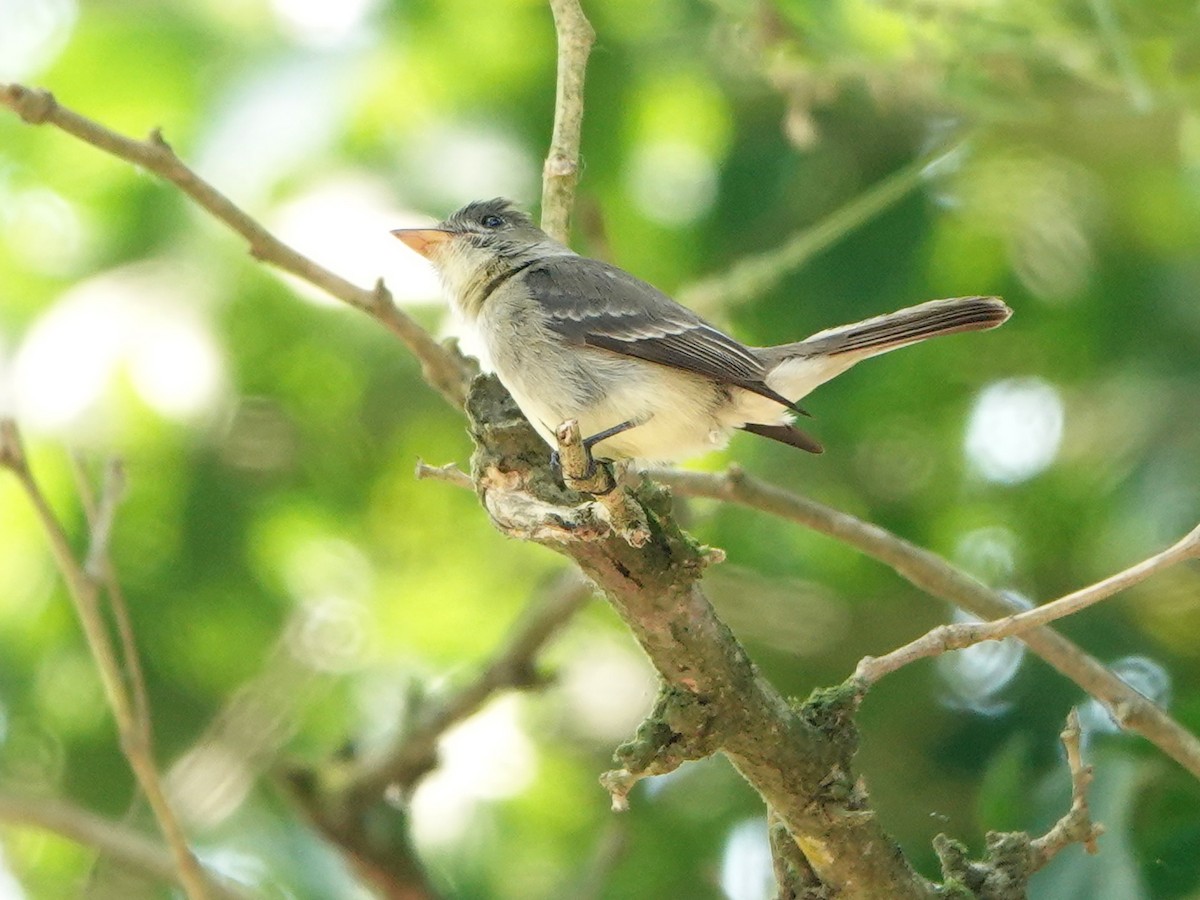 Northern Tropical Pewee - ML617105331