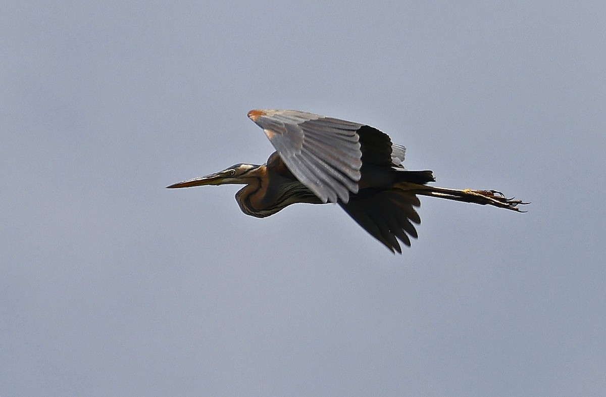 Purple Heron - ML617105332