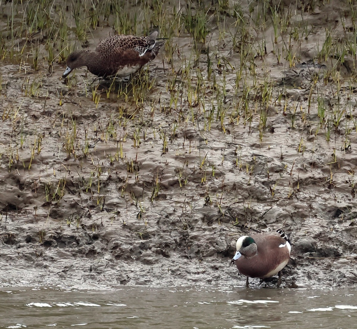 American Wigeon - Charlotte Byers