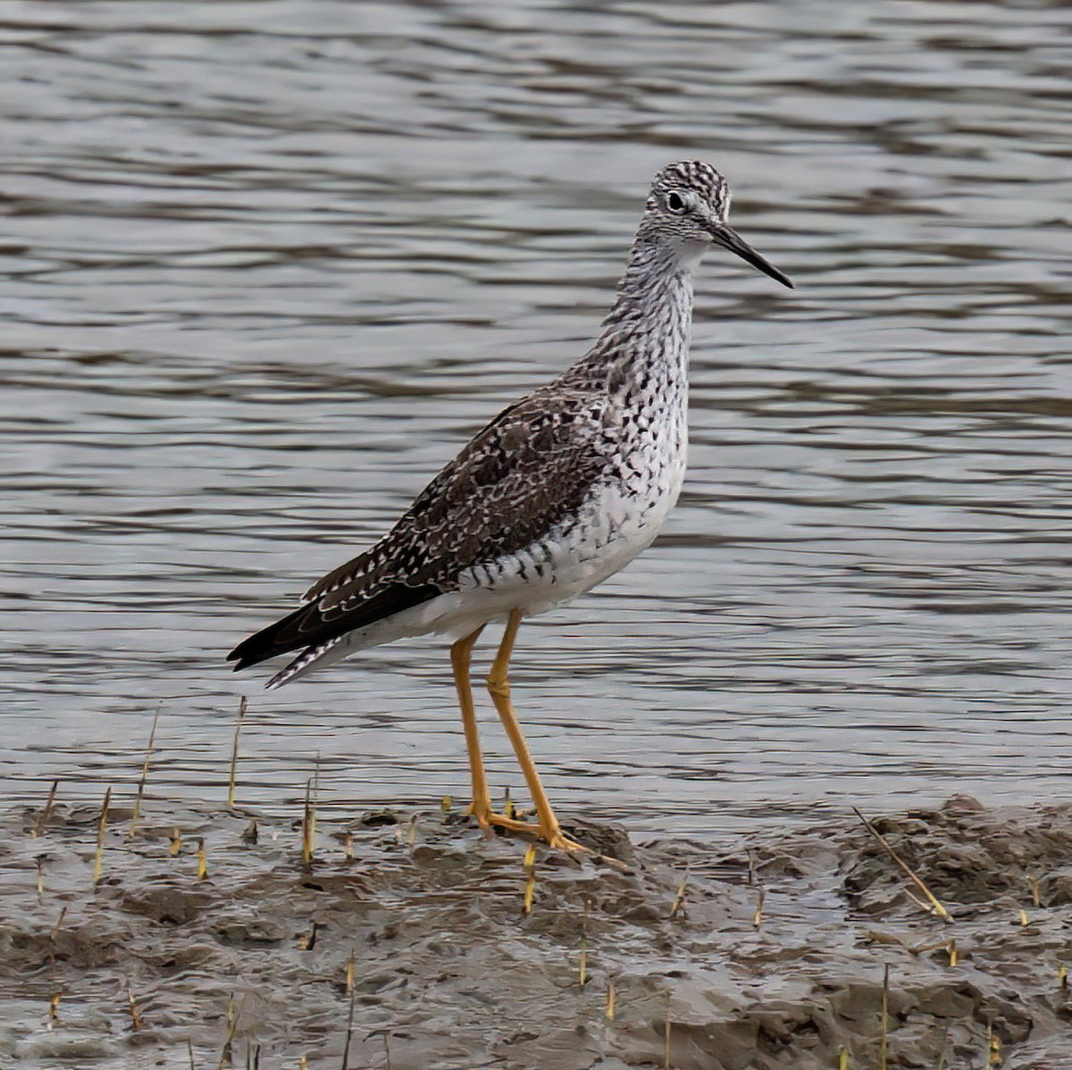 Greater Yellowlegs - Charlotte Byers