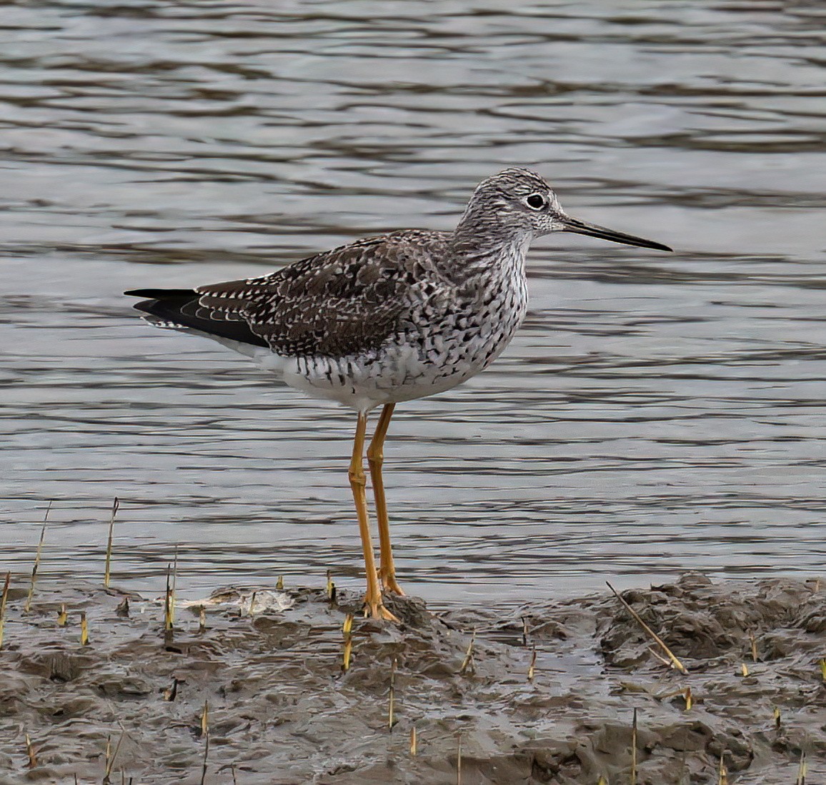 Greater Yellowlegs - Charlotte Byers