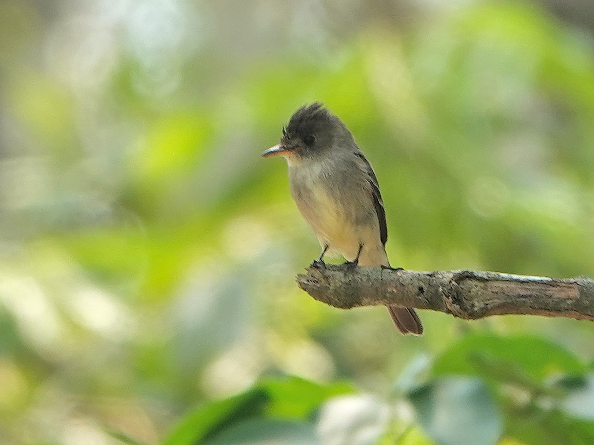 Northern Tropical Pewee - ML617105388