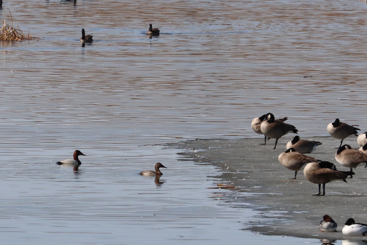 Canvasback - ML617105389