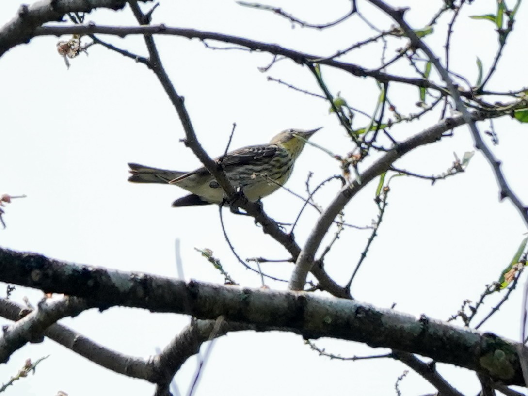 Paruline tigrée - ML617105393