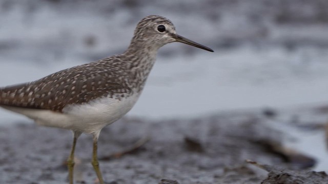 Green Sandpiper - ML617105426