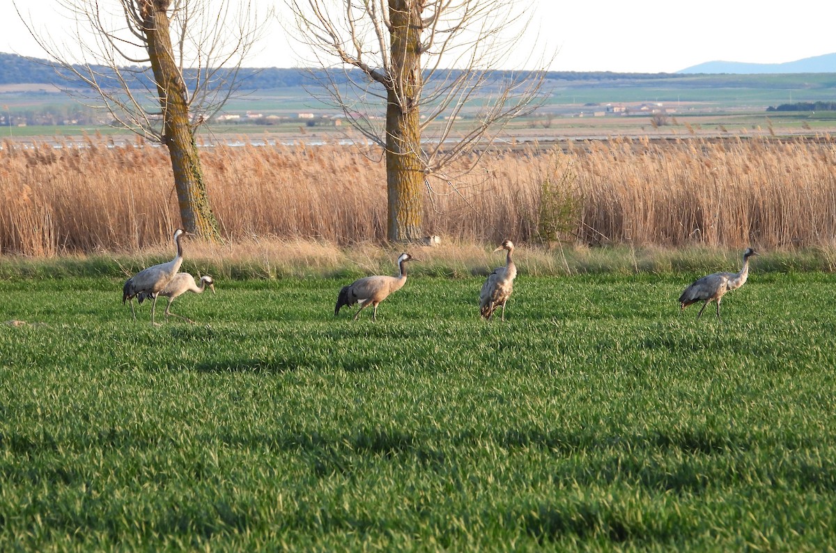 Common Crane - ML617105427