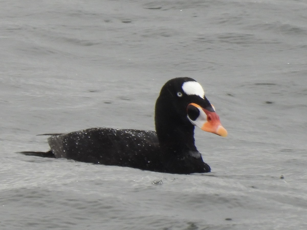 Surf Scoter - ML617105429