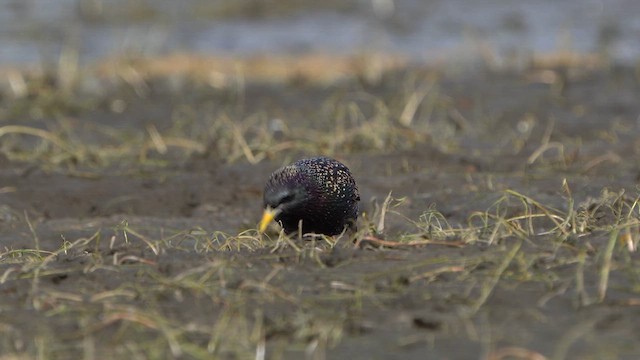 European Starling - ML617105431