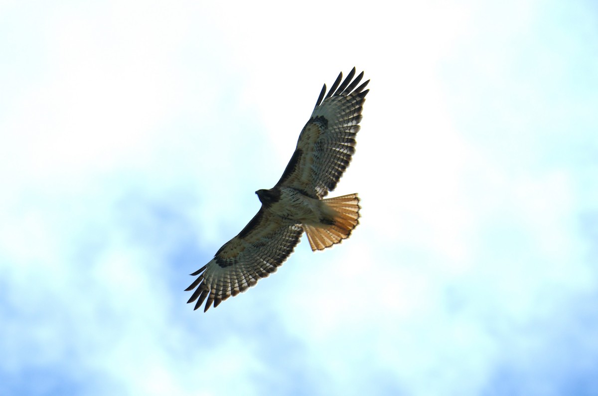 Red-tailed Hawk - ML617105552