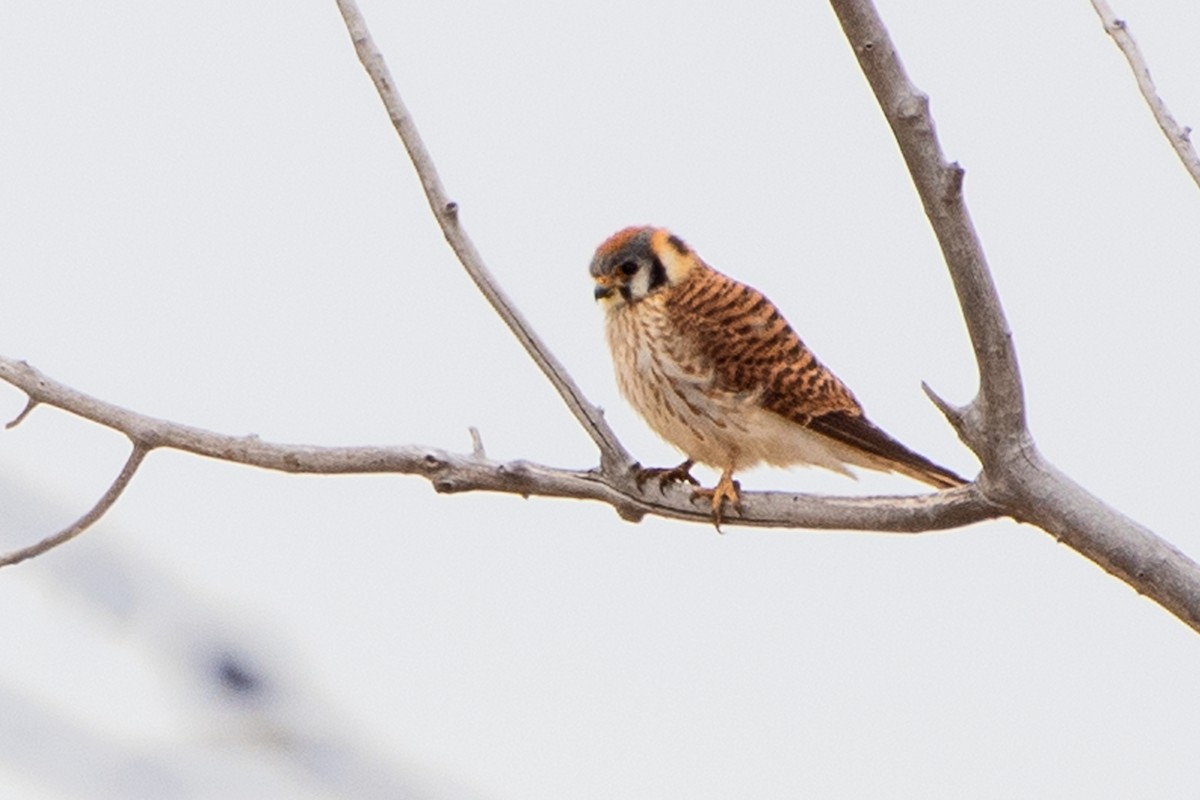 American Kestrel - ML617105562