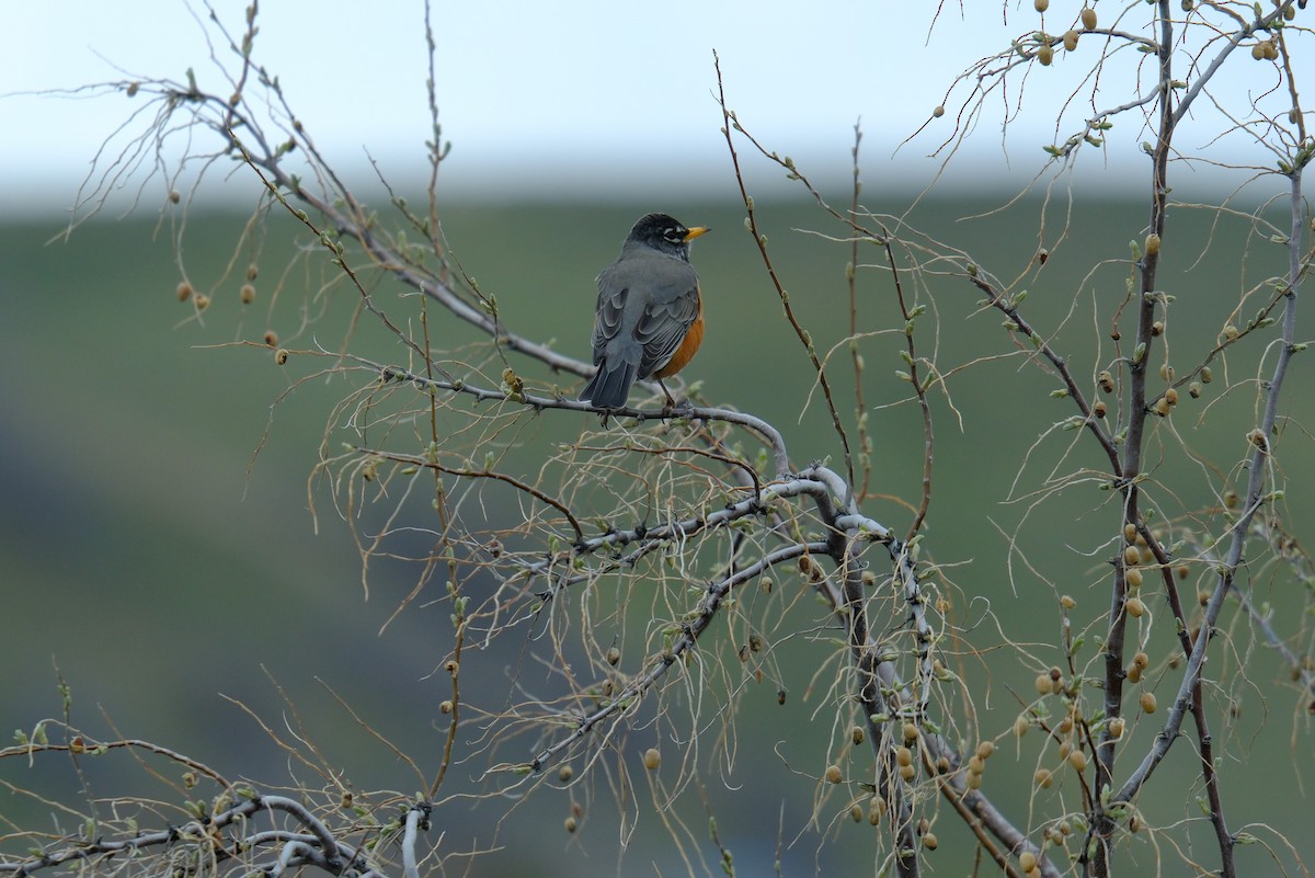 American Robin - ML617105584