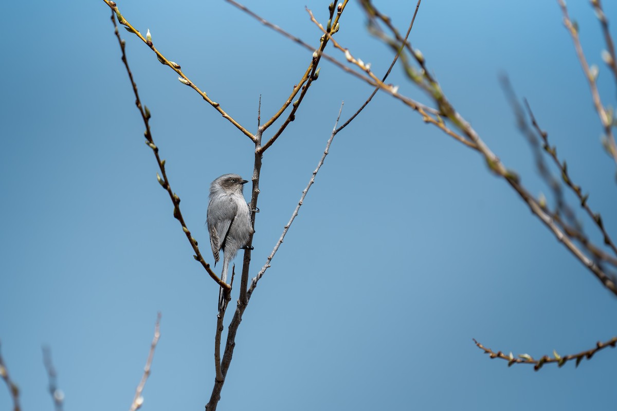 Bushtit - ML617105590