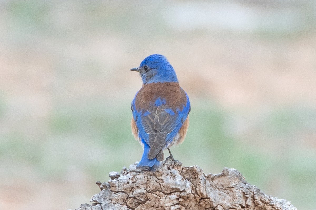 Western Bluebird - ML617105600