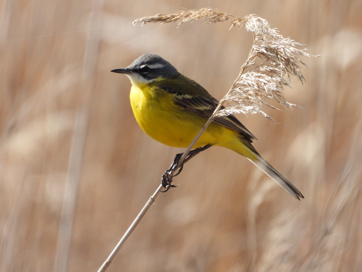 Western Yellow Wagtail - ML617105607