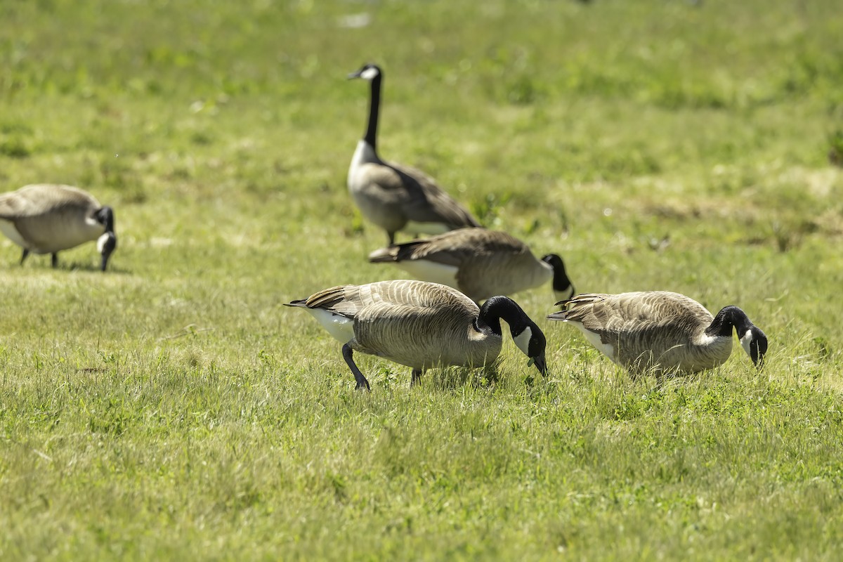 Canada Goose - ML617105633