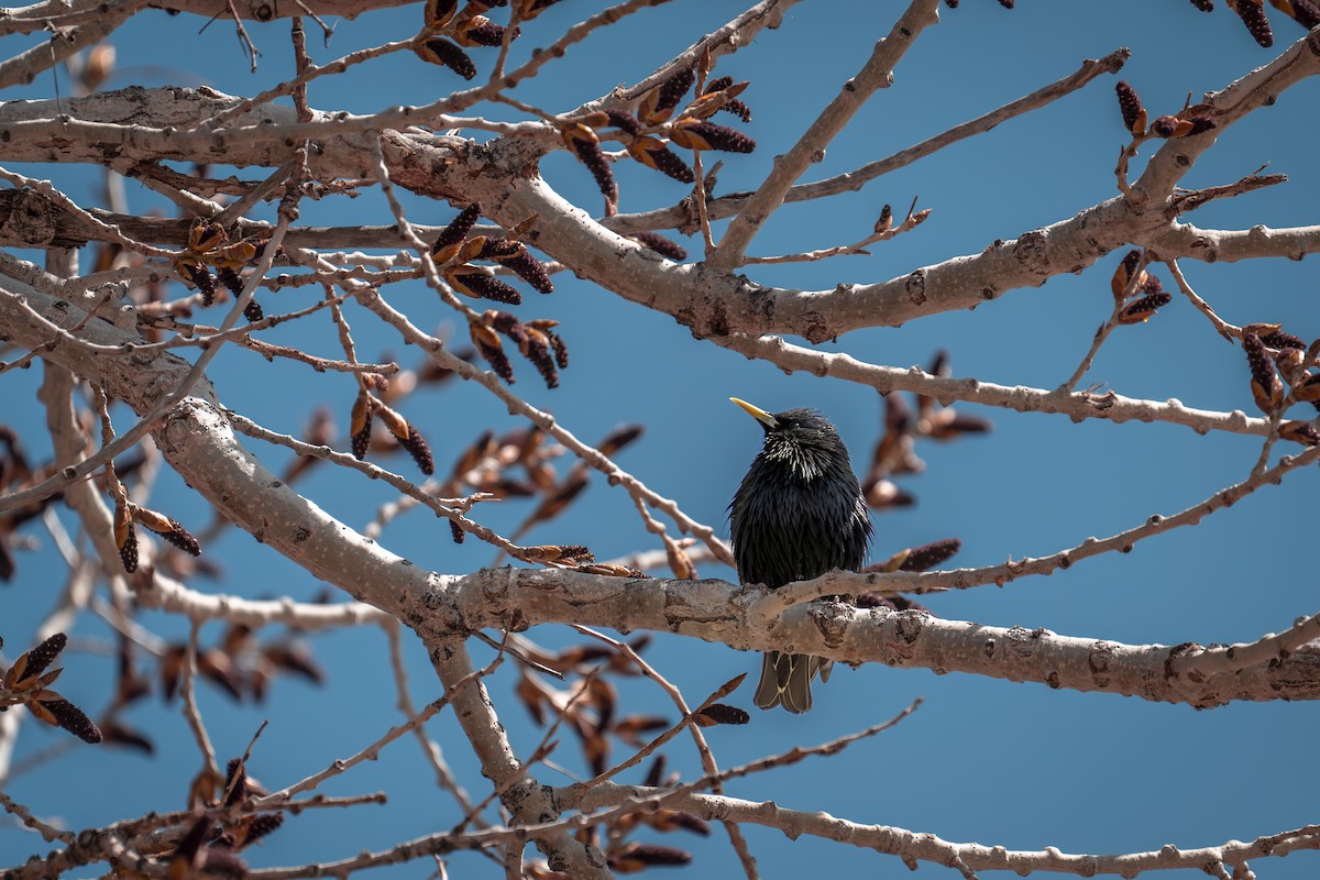 European Starling - ML617105639