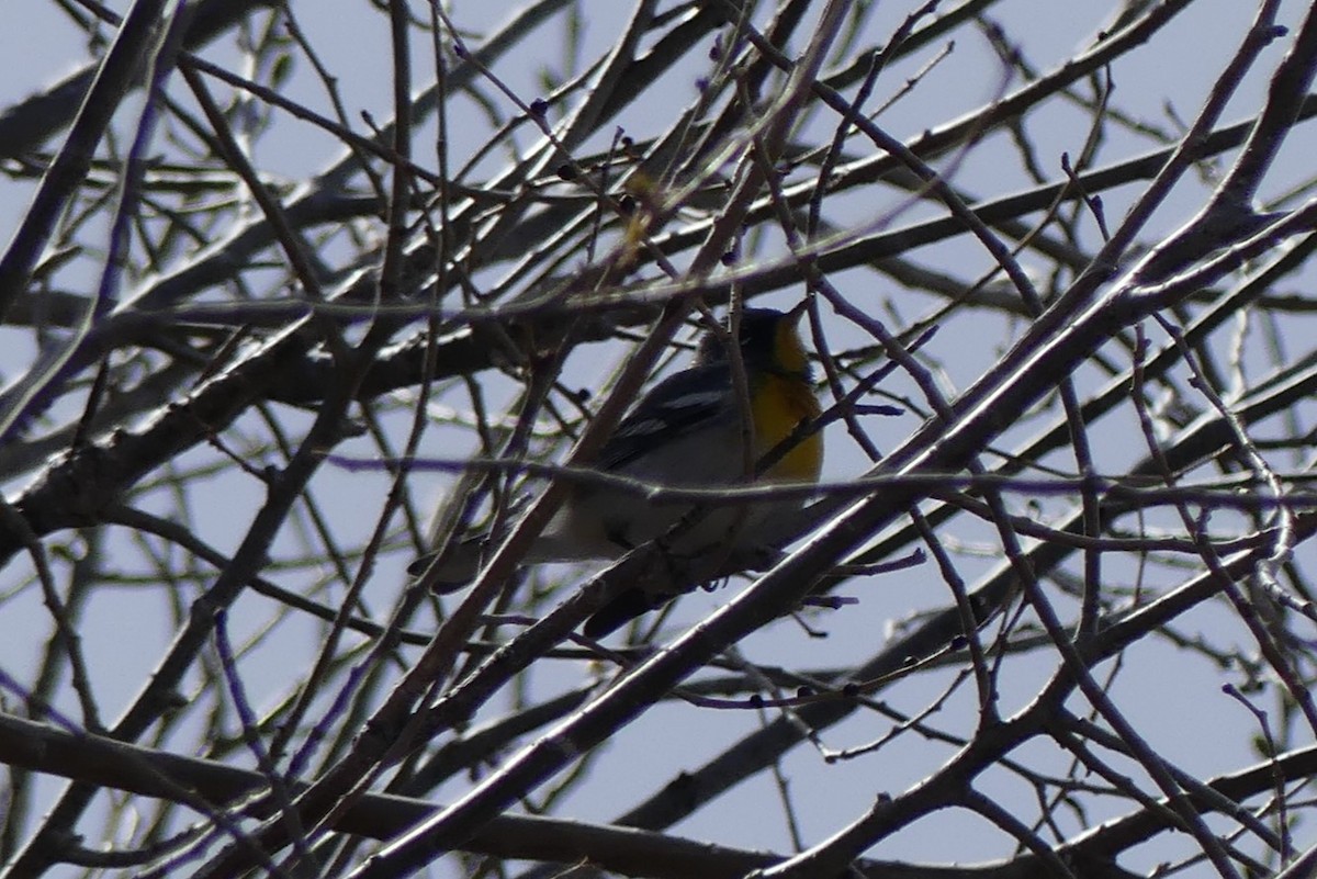 Northern Parula - Brandon K. Percival