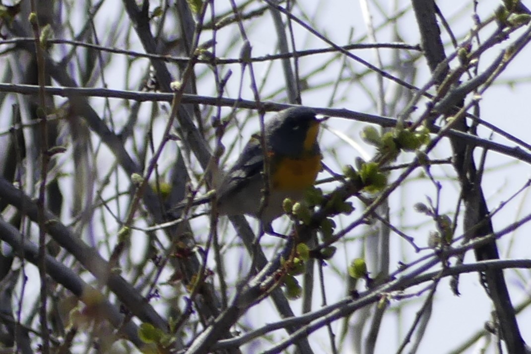 Northern Parula - Brandon K. Percival