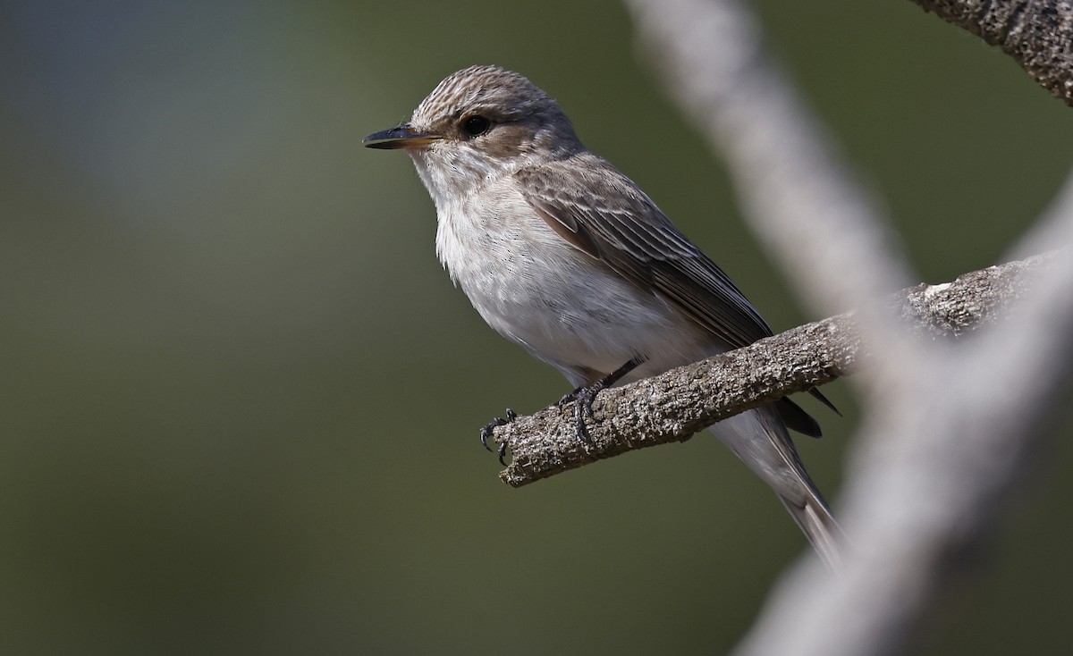 Spotted Flycatcher (Mediterranean) - Paul Chapman
