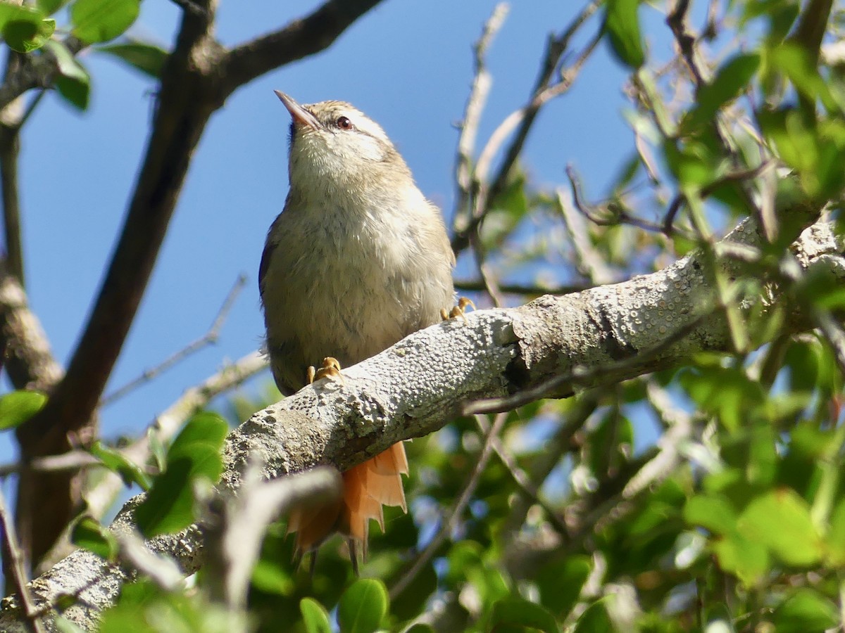 Stripe-crowned Spinetail - Monica Rebuffo
