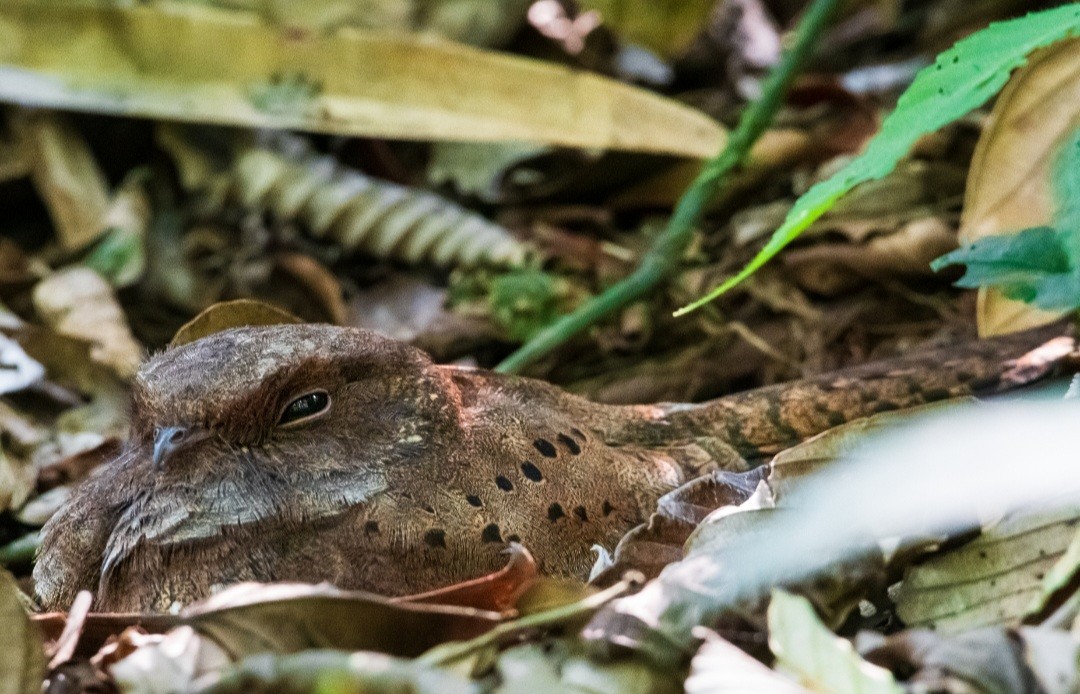 Ocellated Poorwill - ML617105774