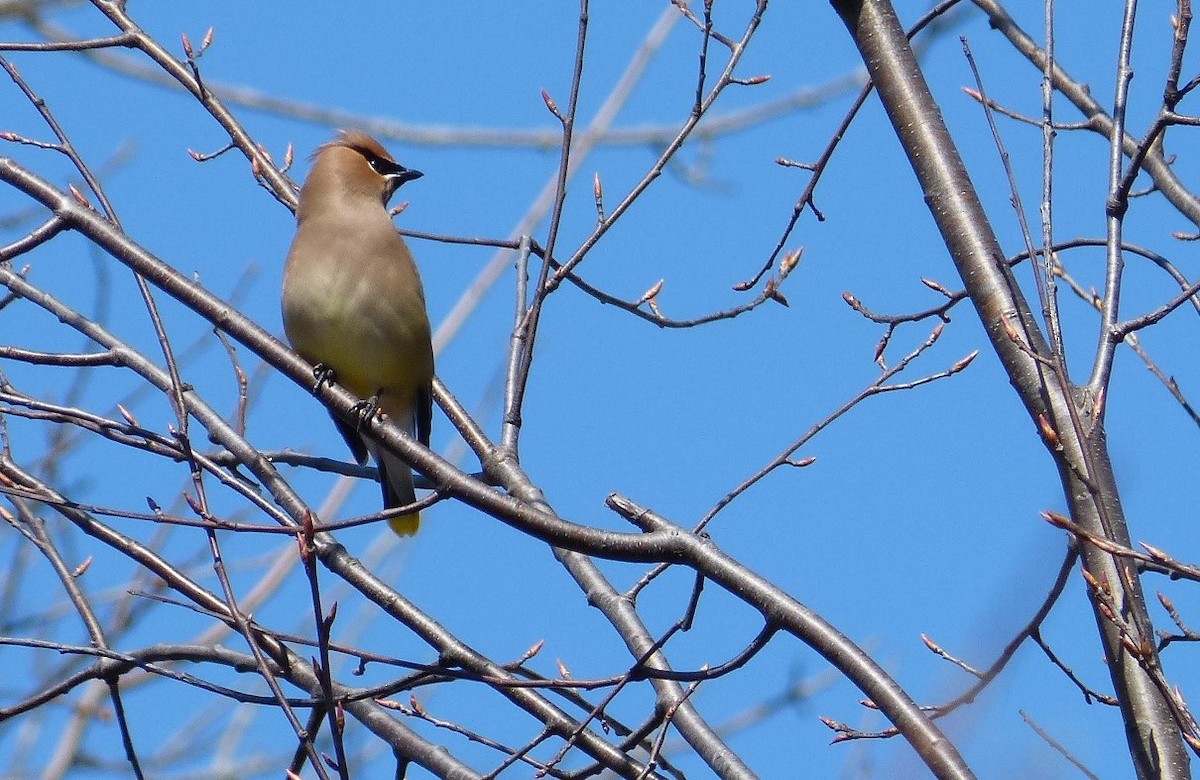 Cedar Waxwing - Rénald St-Onge