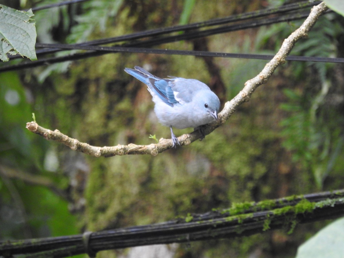 Blue-gray Tanager - ML617105969