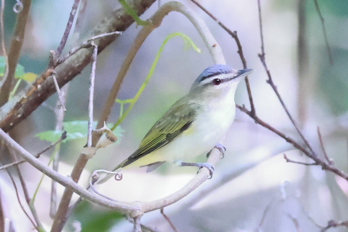 Red-eyed Vireo - ML617105976