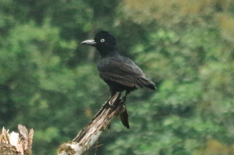 Амазонская зонтичная птица - ML617106038