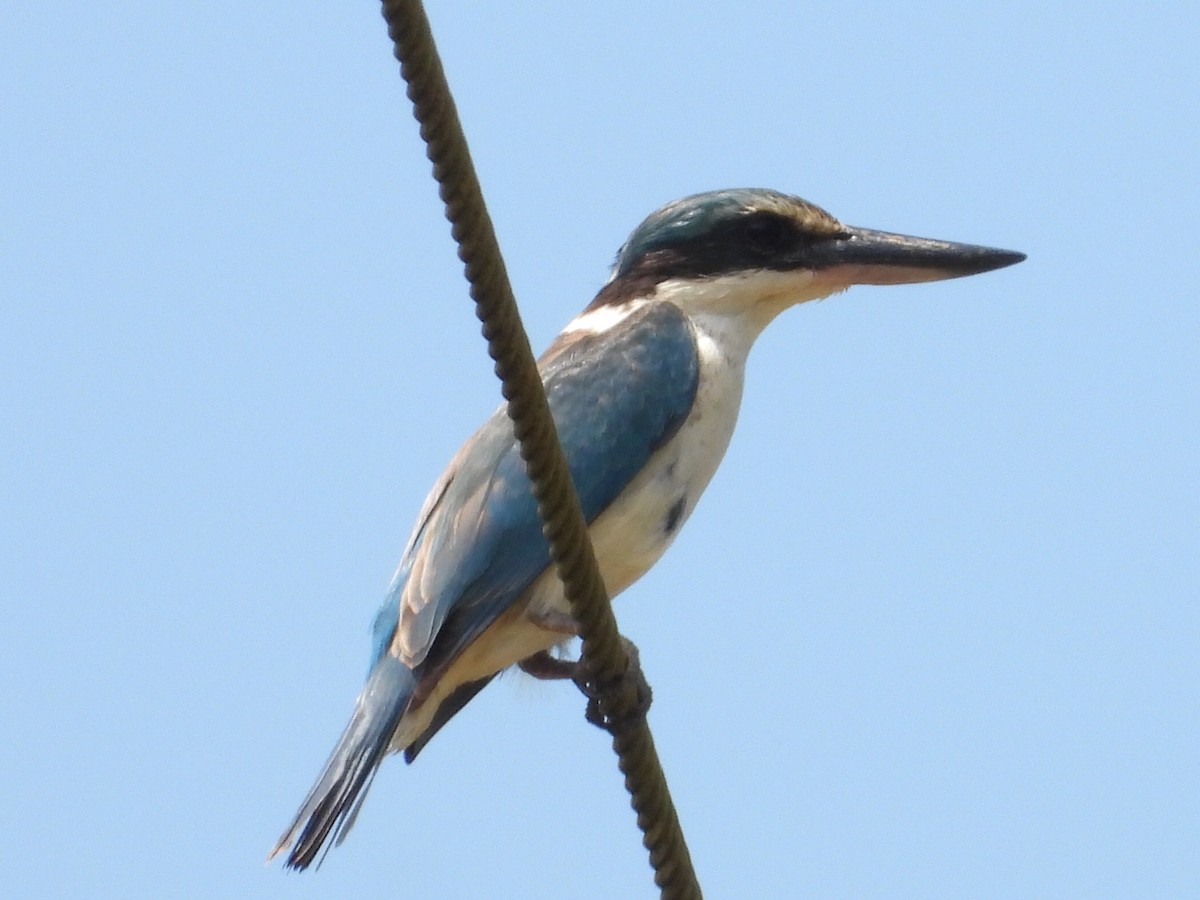Sacred Kingfisher - C L  Hampton