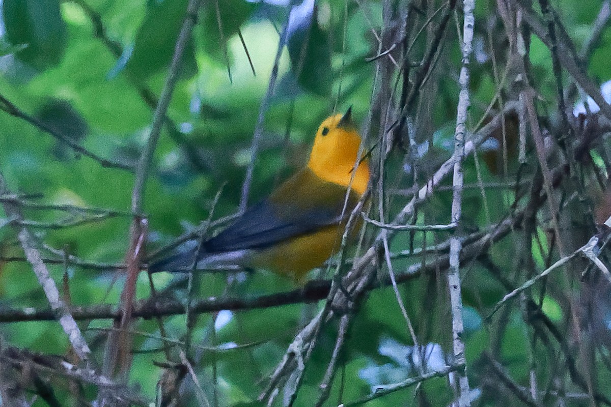 Prothonotary Warbler - ML617106049