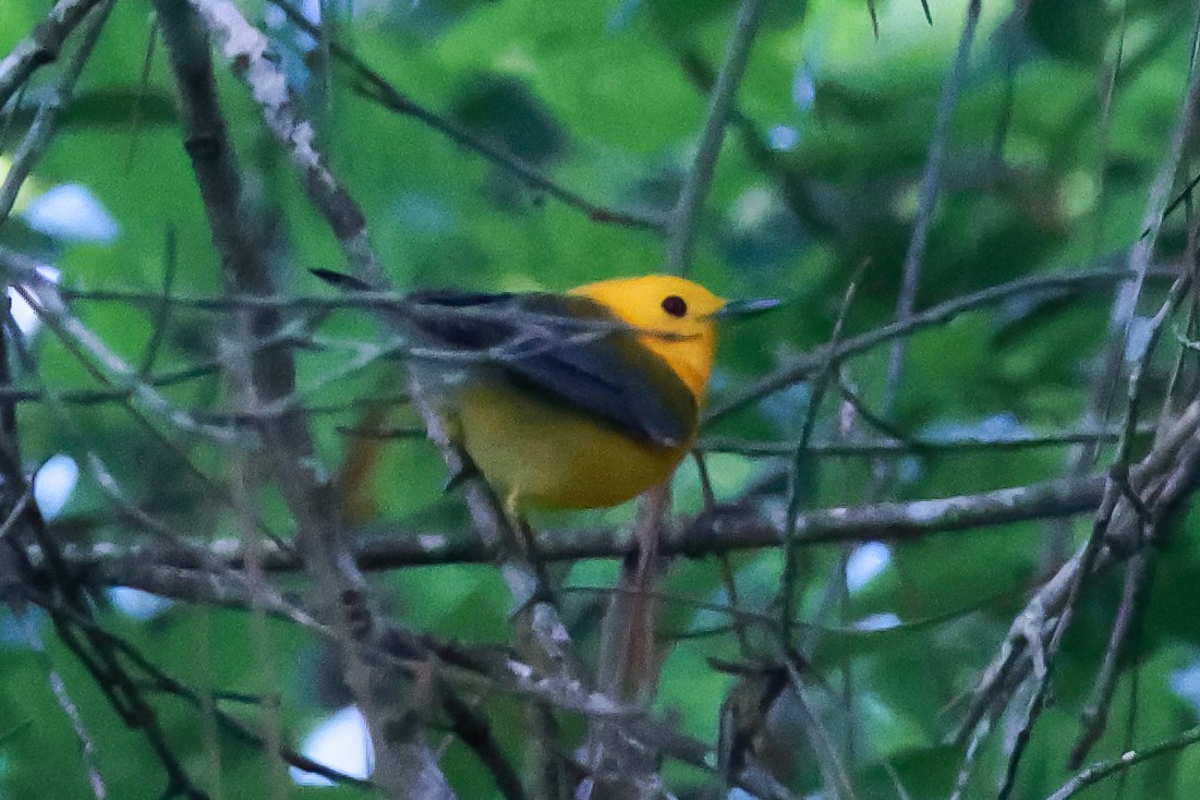 Prothonotary Warbler - ML617106050