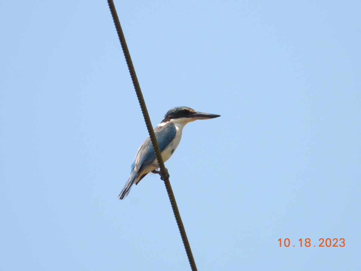 Sacred Kingfisher - C L  Hampton