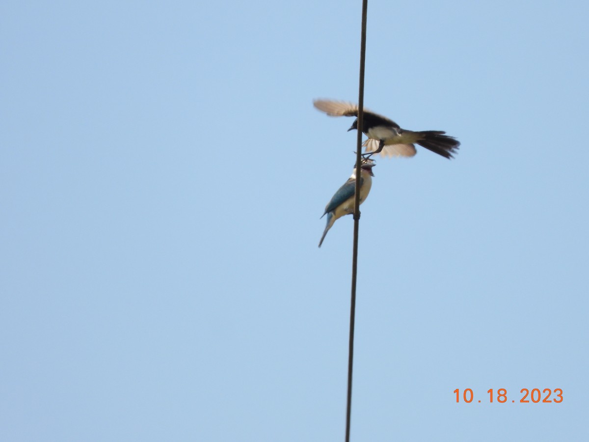 Sacred Kingfisher - ML617106065