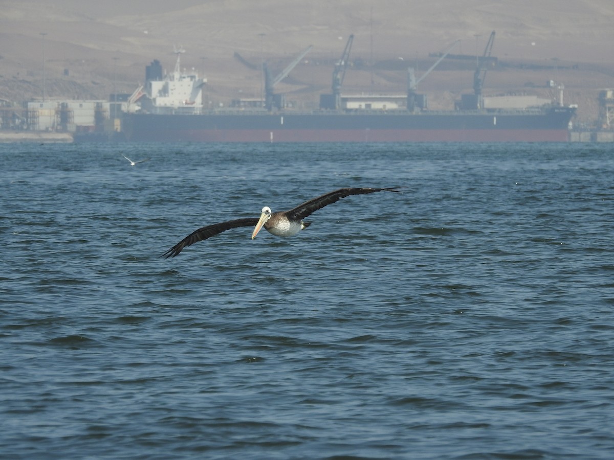 Peruvian Pelican - ML617106174