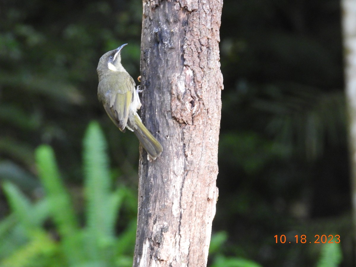 Lewin's Honeyeater - ML617106185