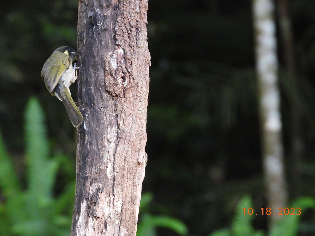 Lewin's Honeyeater - ML617106186