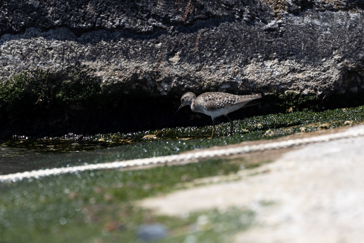 Wood Sandpiper - Simone Stefanetti