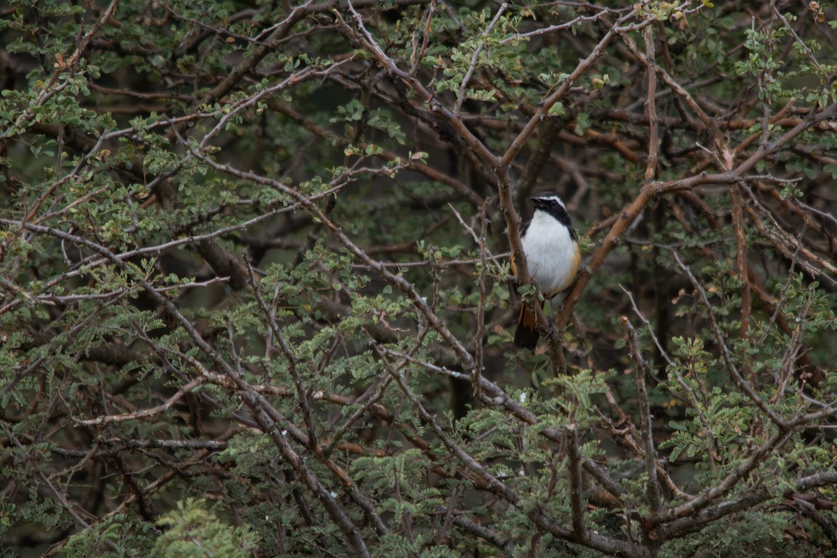 White-throated Robin-Chat - Retief Williams