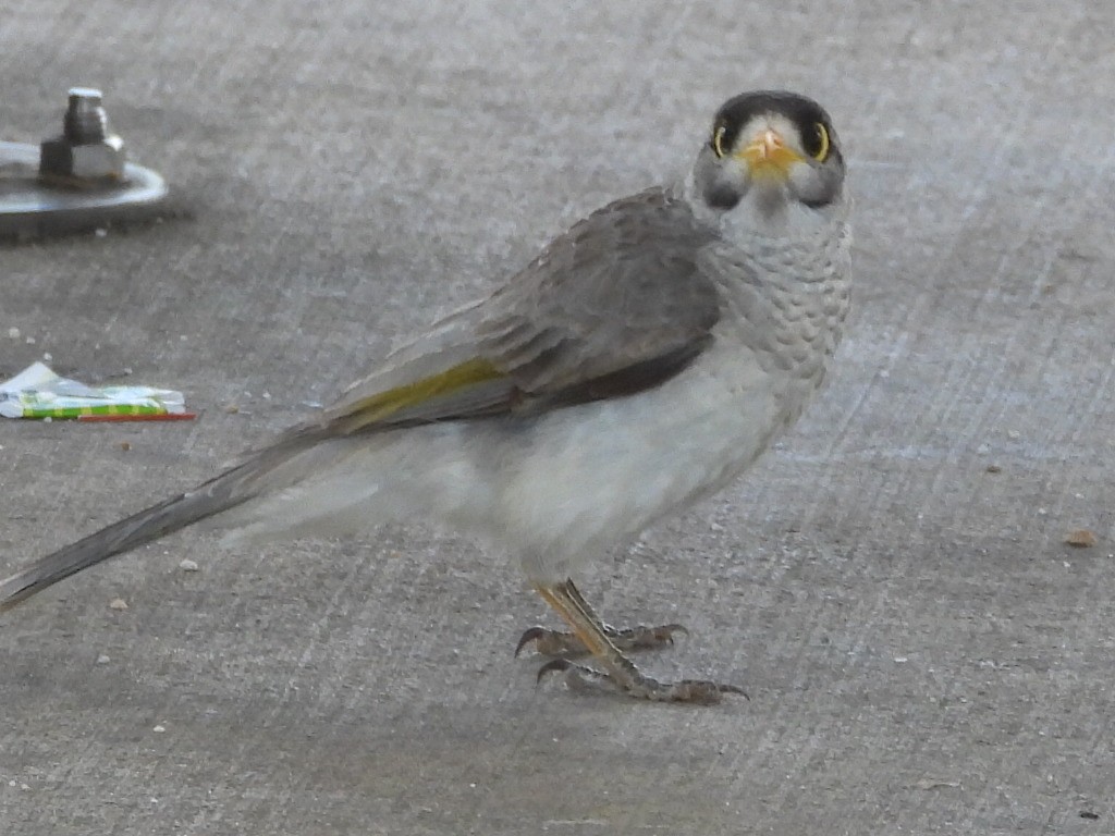 Noisy Miner - ML617106327