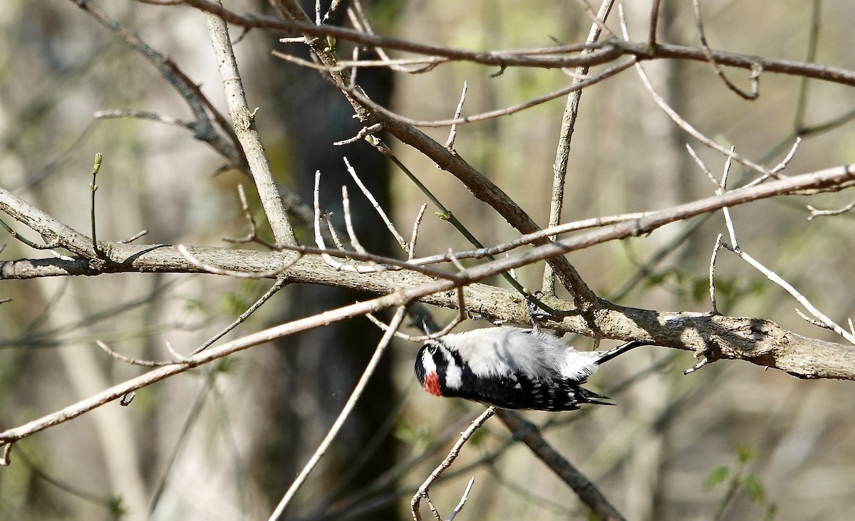 Downy Woodpecker - ML617106353