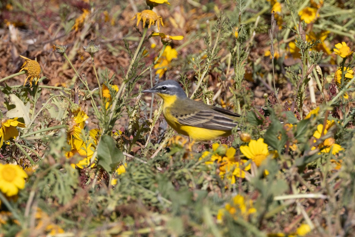 Western Yellow Wagtail - ML617106380